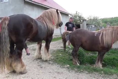 Horse cumshots compilation .